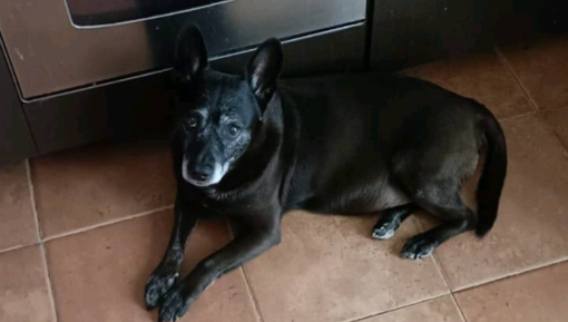 Sanremo, senza casa e disperata: l'appello di una 70enne per lei e il suo cane "Aiutateci o sarà la fine"