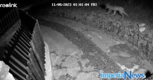 Lupi davanti al cancello di casa a Nava: allarme a Pornassio (video) Lupi davanti al cancello di casa a Nava: allarme a Pornassio (video)
