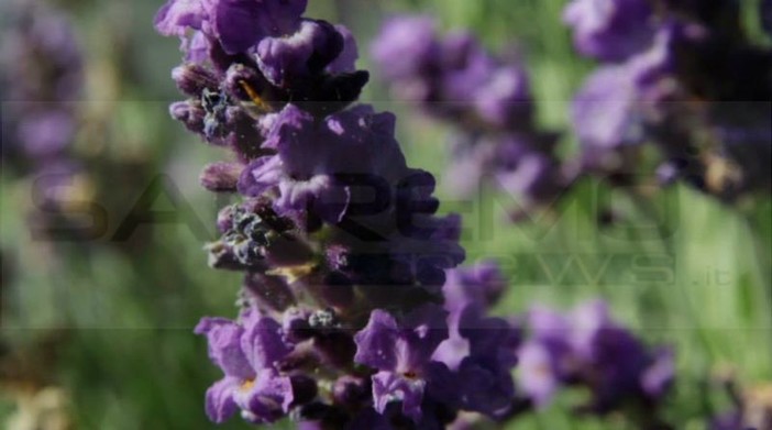 Il progetto 'Lavanda della Riviera dei Fiori' incontra il Presidente del GAL Franco Ardissone