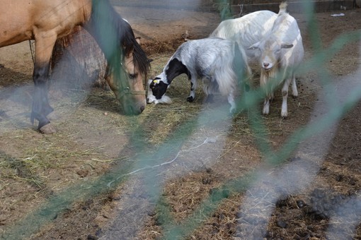 Sanremo: gli animali di San Romolo scrivono in una lettera "Ridateci gli operai che venivano tutti i giorni  a pulire"