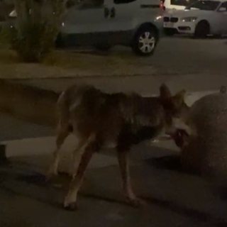 Avvistato un lupo a Camporosso, Gibelli: "Abbiamo segnalato alla polizia locale" (Video)