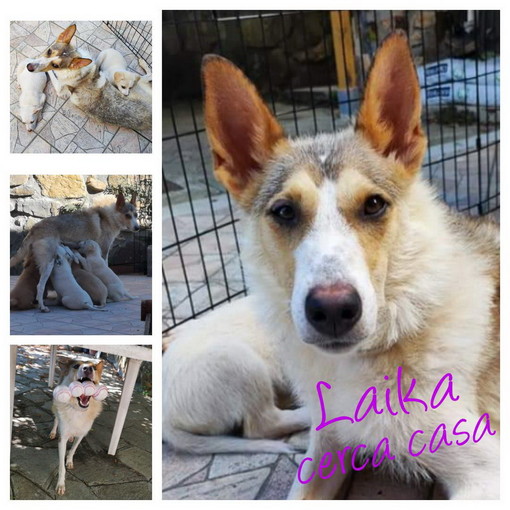Imperia: la cagnolina Laika ha bisogno di avere una famiglia
