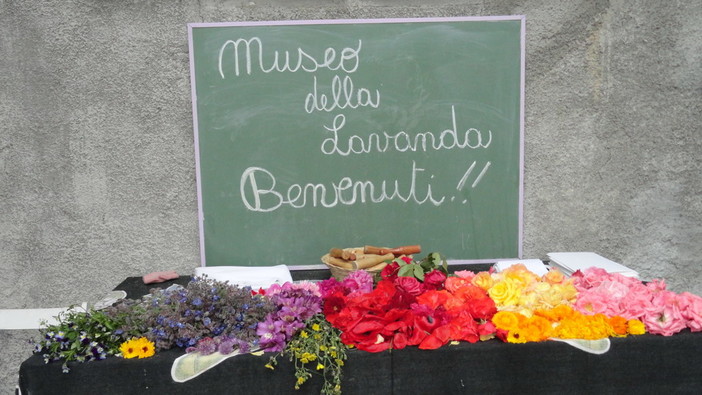 Carpasio: addio al Museo della Lavanda dopo una serie di accuse reciproche, dal Comune è arrivata la revoca della concessione all'associazione che gestisce la struttura
