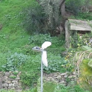 Sanremo: pericolo di caduta per alcune parti di un lampione in via Pietro Agosti (video) Sanremo: pericolo di caduta per alcune parti di un lampione in via Pietro Agosti (video)