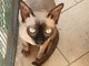 Sanremo: è stata smarrita la gatta Lulù, l'appello della sua proprietaria per avere sue notizie