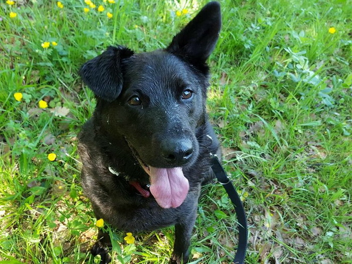 Chiusavecchia canile "Gli Ulivi": la cagnolina Laika aspetta anche lei una nuova casa