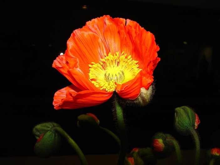 A 'La Forza della Natura' prosegue con successo l'esposizione floricola di Marco Damele A 'La Forza della Natura' prosegue con successo l'esposizione floricola di Marco Damele