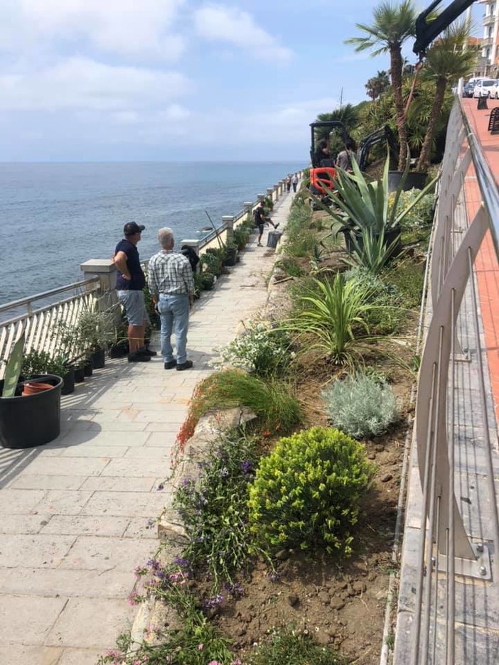 Imperia, lavori di riqualificazione della passeggiata degli innamorati, iniziata la piantumazione (foto) Imperia, lavori di riqualificazione della passeggiata degli innamorati, iniziata la piantumazione (foto)