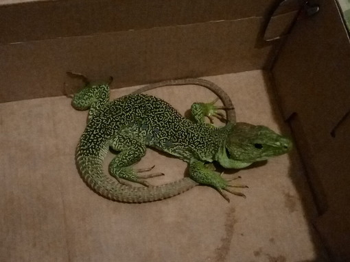 Trovato a Pompeiana un giovane adulto di 'Timon lepidus', la più grande lucertola europea Trovato a Pompeiana un giovane adulto di 'Timon lepidus', la più grande lucertola europea