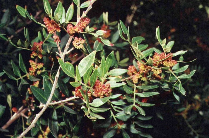 Ventimiglia: due tunisini sorpresi a rubare del verde: arrestati dai Carabinieri, avevano caricato 300 kg. di Lentisco Ventimiglia: due tunisini sorpresi a rubare del verde: arrestati dai Carabinieri, avevano caricato 300 kg. di Lentisco