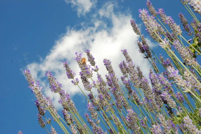 Sanremo: sabato prossimo, incontro divulgativo dal titolo ‘La lavanda, profumo di Riviera’