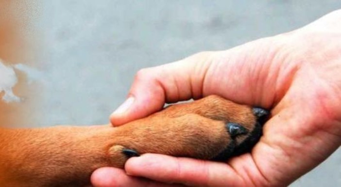 Bordighera: anche la Lega per la Difesa del Cane alla 'Giornata Commerciale del Ribasso' Bordighera: anche la Lega per la Difesa del Cane alla 'Giornata Commerciale del Ribasso'