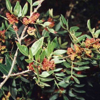 Ventimiglia: due tunisini sorpresi a rubare del verde: arrestati dai Carabinieri, avevano caricato 300 kg. di Lentisco