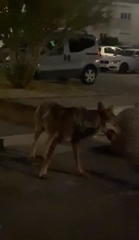 Avvistato un lupo a Camporosso, Gibelli: "Abbiamo segnalato alla polizia locale" (Video) Avvistato un lupo a Camporosso, Gibelli: "Abbiamo segnalato alla polizia locale" (Video)