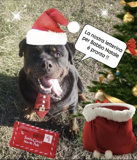 Sanremo: anche i 'pelosi' del rifugio Enpa scrivono a Babbo Natale, qualcuno può esaudire i loro desideri? Sanremo: anche i 'pelosi' del rifugio Enpa scrivono a Babbo Natale, qualcuno può esaudire i loro desideri?