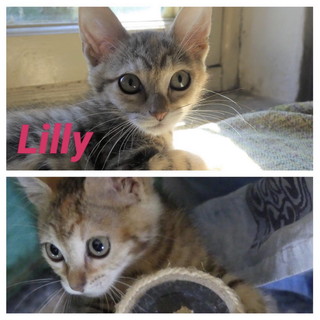 Arma di Taggia: la piccola Lilly aspetta una nuova famiglia