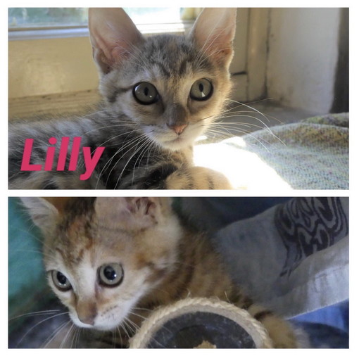 Arma di Taggia: la piccola Lilly aspetta una nuova famiglia Arma di Taggia: la piccola Lilly aspetta una nuova famiglia