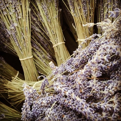 Pompeiana aderisce al progetto "Lavanda Riviera dei Fiori": incontro con operatori commerciali Pompeiana aderisce al progetto "Lavanda Riviera dei Fiori": incontro con operatori commerciali