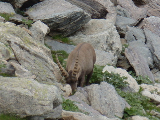 Domenica 21 agosto 2016, escursione al Lago dell’Agnello nel Parc National du Mercantour