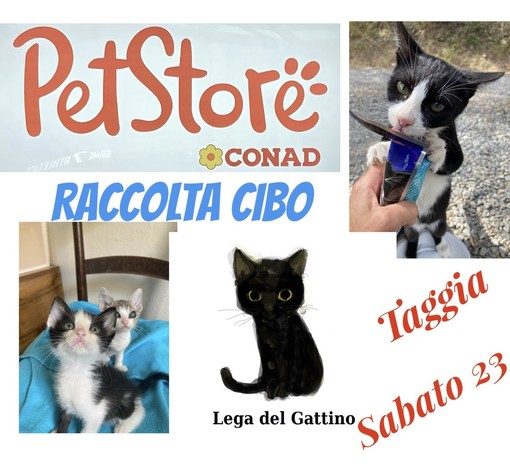 Raccolta cibo per i gatti e gattini randagi al Pet Store di Arma di Taggia