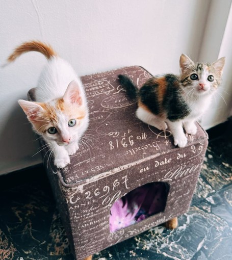 Lufi e Nami due splendidi gattini, cercano una famiglia che li possa adottare insieme
