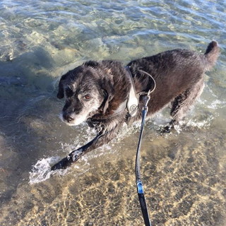 Sanremo: domani sera un 'Apericena' al circolo 'Zoè' di via Carli per aiutare la piccola cagnolina 'Laika' Sanremo: domani sera un 'Apericena' al circolo 'Zoè' di via Carli per aiutare la piccola cagnolina 'Laika'