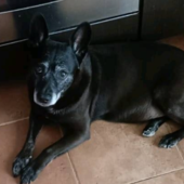 Sanremo, senza casa e disperata: l'appello di una 70enne per lei e il suo cane "Aiutateci o sarà la fine" Sanremo, senza casa e disperata: l'appello di una 70enne per lei e il suo cane "Aiutateci o sarà la fine"
