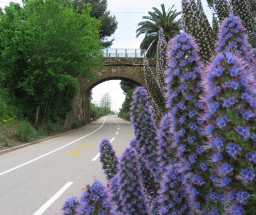Arma di Taggia: aggressione sulla pista ciclabile, turista racconta la sua tragica disavventura e avvisa altri frequentatori Arma di Taggia: aggressione sulla pista ciclabile, turista racconta la sua tragica disavventura e avvisa altri frequentatori
