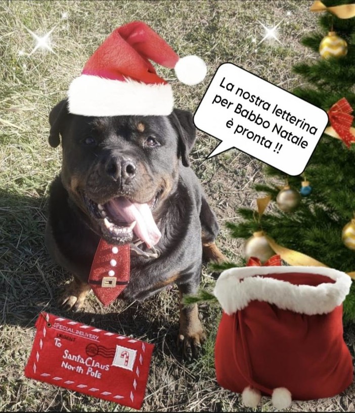 Sanremo: anche i 'pelosi' del rifugio Enpa scrivono a Babbo Natale, qualcuno può esaudire i loro desideri? Sanremo: anche i 'pelosi' del rifugio Enpa scrivono a Babbo Natale, qualcuno può esaudire i loro desideri?