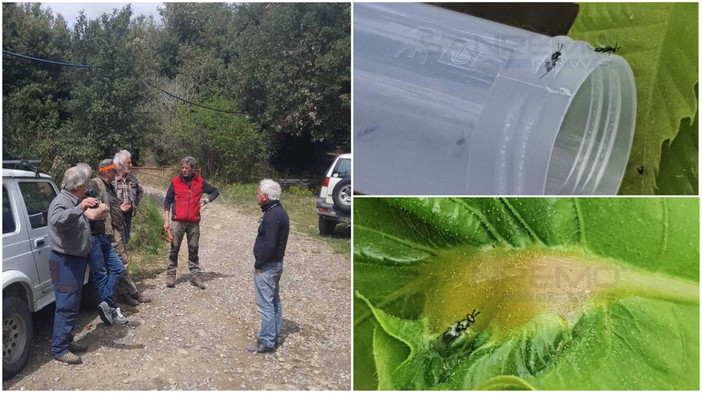 Taggia: lotta al Cinipide del Castagno, rilasciati 19 kit con gli insetti antagonisti (Foto)