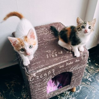 Lufi e Nami due splendidi gattini, cercano una famiglia che li possa adottare insieme Lufi e Nami due splendidi gattini, cercano una famiglia che li possa adottare insieme