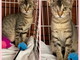 Arma di Taggia: la gattina Licia cerca una nuova famiglia