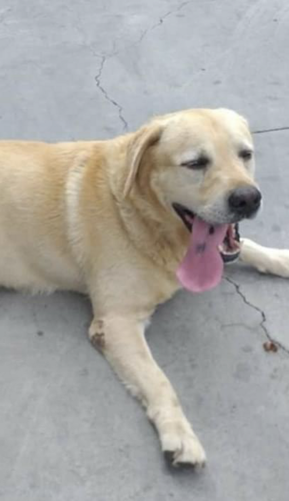 Taggia: nuovamente avvistato cane Labrador maschio color miele senza collare