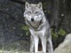 Sanremo: domani al Museo Civico, incontro ‘Il ritorno del lupo: informare e sfatare i miti’