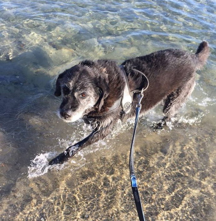 Sanremo: domani sera un 'Apericena' al circolo 'Zoè' di via Carli per aiutare la piccola cagnolina 'Laika' Sanremo: domani sera un 'Apericena' al circolo 'Zoè' di via Carli per aiutare la piccola cagnolina 'Laika'