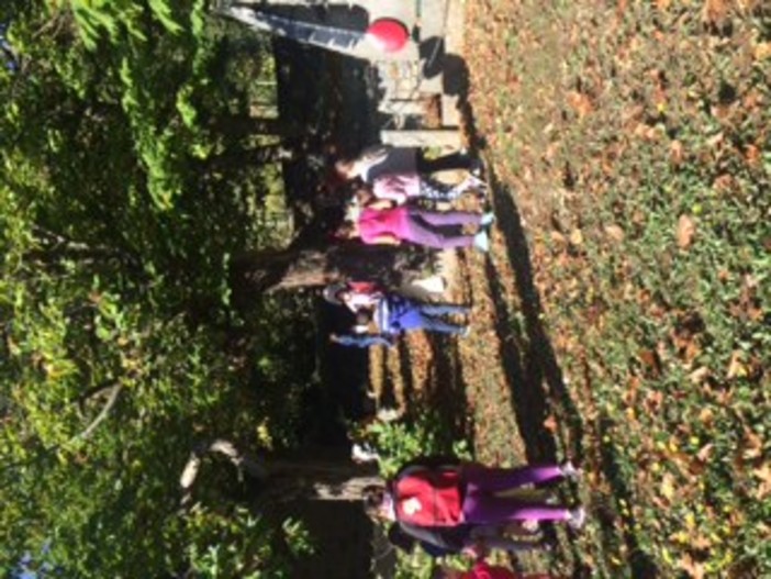 Sanremo: lezioni all'aperto per i bambini della scuola di Verezzo, nei giorni scorsi visita a 'Nonno Ulivo'