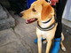 Enpa di Sanremo: il cagnolino Leo aspetta di essere adottato