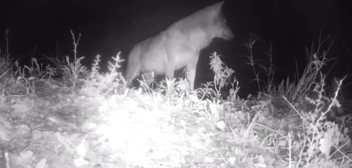 Emergenza lupi, vice presidente Piana: "Siamo a fianco degli allevatori, all'Europa chiediamo più attenzione"