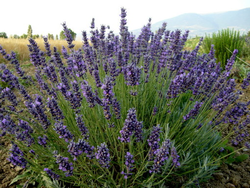 OliOliva: i produttori Lavanda della Riviera dei Fiori promuovono insieme a Cna Imperia i festeggiamenti dei 10 anni di progetto OliOliva: i produttori Lavanda della Riviera dei Fiori promuovono insieme a Cna Imperia i festeggiamenti dei 10 anni di progetto