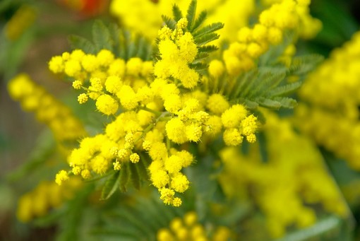 Festa della donna: gli auguri del Sindaco Biancheri che riflette "Non si può dimezzare la pena a chi ha barbaramente ucciso la compagna"