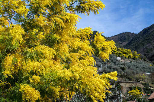 Inverno caldo e mimosa in anticipo: il clima accelera i tempi, ma prezzo e qualità restano soddisfacenti