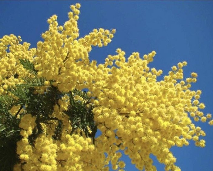 Festa della donna, la riflessione del sindaco di Bordighera Vittorio Ingenito