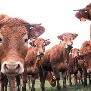 Zootecnia, Coldiretti Imperia: "Settore quasi in ginocchio per costi di produzione, fauna selvatica e siccità"