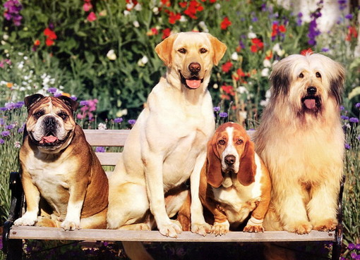 Sanremo: oggi e domani il Liguria International Dog Show al Mercato dei fiori