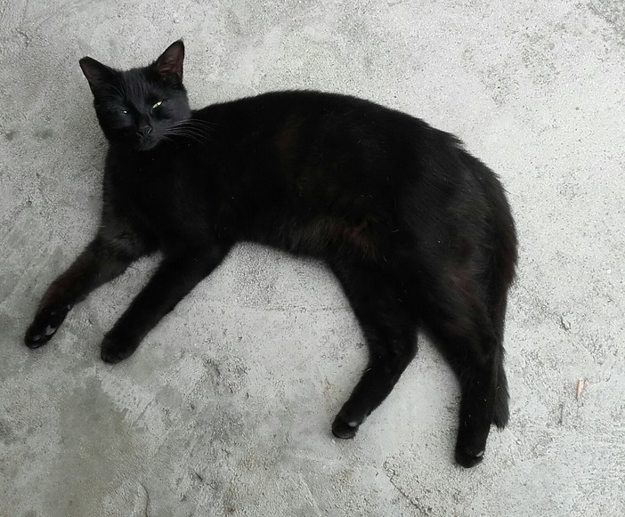 Lega del gatto di Sanremo: raccolta fondi per poter curare la gattina Mirtilla