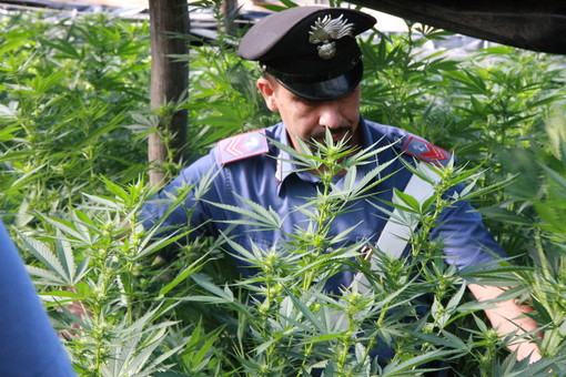 Imperia: coltivava Marijuana in casa, 61enne denunciato dai CC. Aveva 11 piante in casa