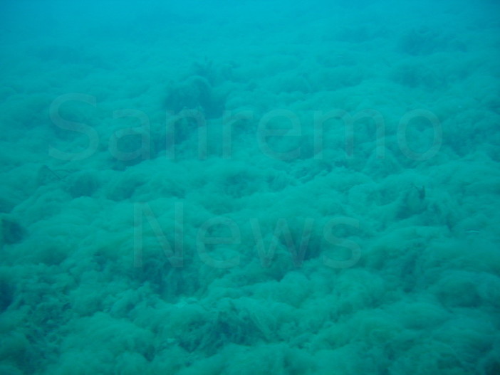Imperia: acqua del mare con mucillaggine, la segnalazione di un lettore Imperia: acqua del mare con mucillaggine, la segnalazione di un lettore