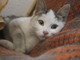 Arma di Taggia: la gattina Motorina è stata adottata