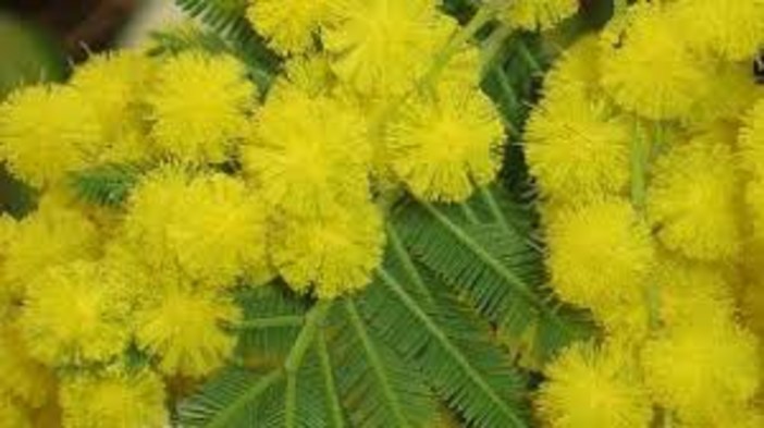 8 marzo, l'associazione Bethel distribuisce mimosa a Bordighera e a Ventimiglia