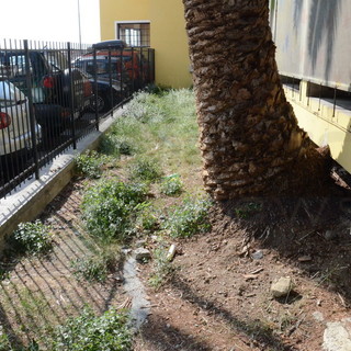 Sanremo: giovedì prossimo verrà abbattuto il pino pericolante sopra l'ex stazione della funivia